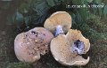Leucopaxillus compactus-amf1245-2